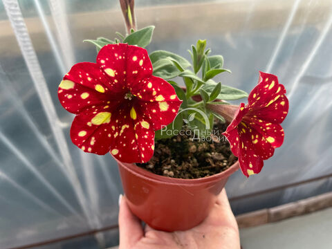 Петуния Ред Крим Скай