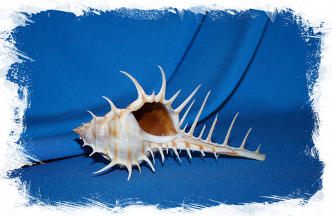 Морская раковина Murex scolopax