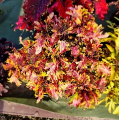 Renaissance Тай колеус КСР