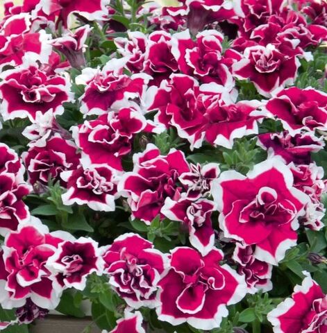 Петуния Sweet Sunshine Magenta Picotee