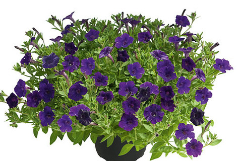 32174 Петуния MINI VISTA VIOLET  (ВЕСНА 2025)