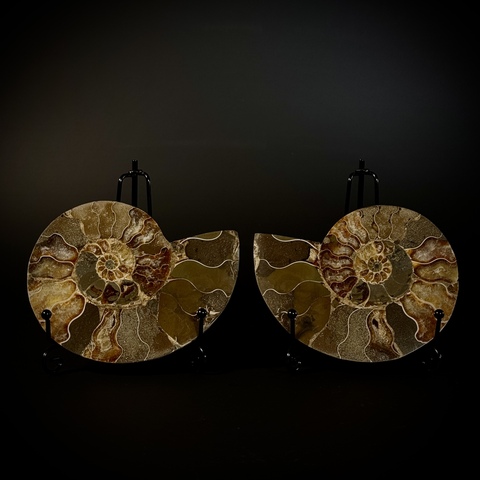 Аммониты (пара) на подставках