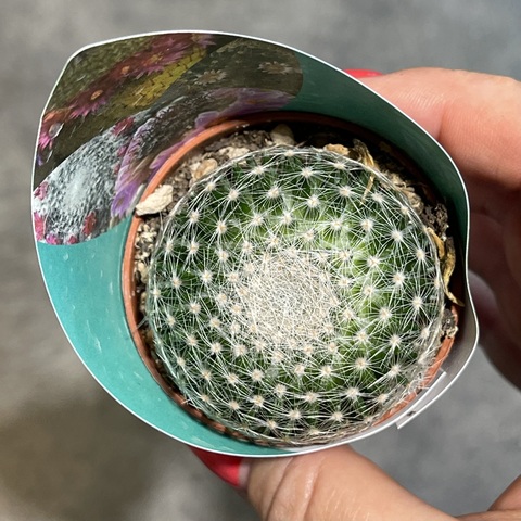 Маммиллярия Белоснежная d5