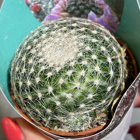 Маммиллярия Белоснежная d5