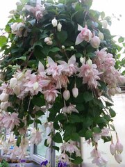 Фуксия крупноцветковая 