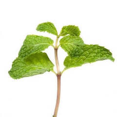 Эфирное масло Пачули (Patchouli) - 10 мл. Compagnie des Sens