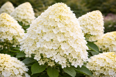 Гортензия метельчатая 