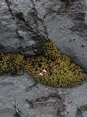 Серьги Crystal Square с гранатом