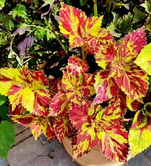 Tess Тай колеус КСР