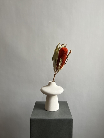 Банксия Специоза оранжевая