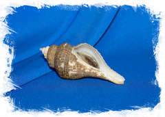 Хемифусус туба (Hemifusus tuba) коллекц.