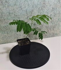 Teofrast Делоникс королевский Delonix regia