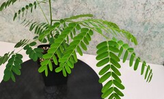 Teofrast Делоникс королевский Delonix regia