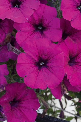 32135 Петуния ALPETUNIA DARK PURPLE