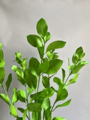 Рускус садовый стабилизированный зеленый