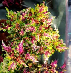 Сенсей UO колеус