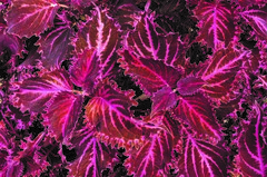 Struning колеус КСР