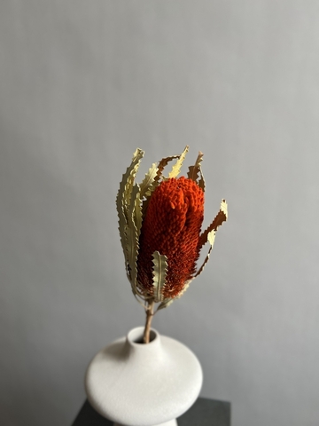 Банксия Специоза оранжевая