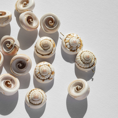 Ракушки округлые, 16-18мм