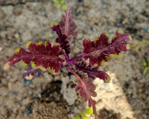 Spicy Shrimp ES колеус