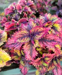 Sea Lily Тай колеус КСР