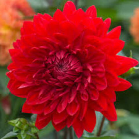 Георгин Хетвейв ( Heatwave)