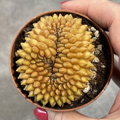 Гимнокалициум Инермис кристата вариегата  d7