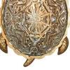 Светильник настенный Favourite Turtle 2254-1W