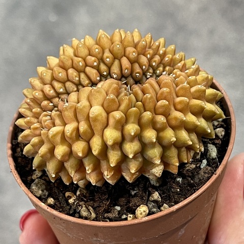 Гимнокалициум Инермис кристата вариегата  d7