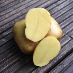 Картофель семенной сорта 