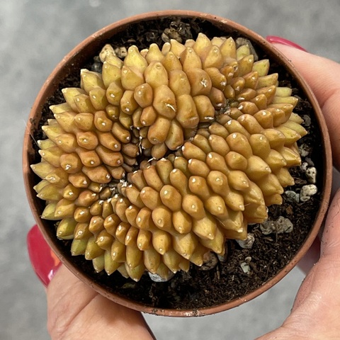 Гимнокалициум Инермис кристата вариегата  d7