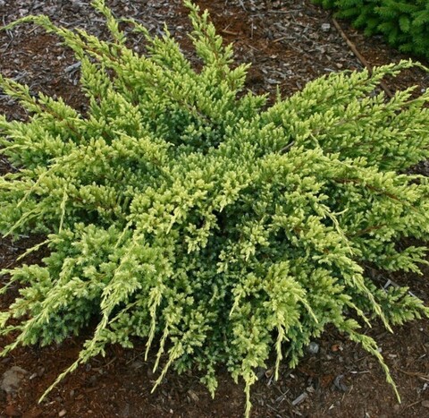 Можжевельник чешуйчатый Дрим Джой