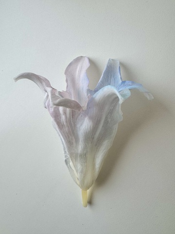 Лилия стабилизированная Радужный 10-12см (1шт) см.доп.описание