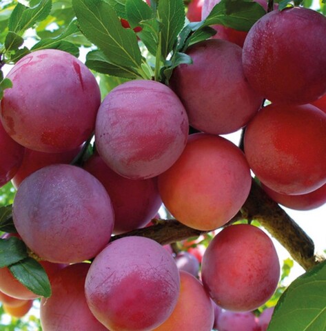 Алыча Путешественница