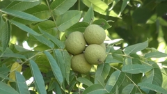 Teofrast Орех черный Juglans nigra