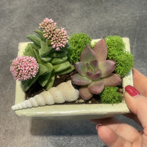 Композиция из суккулентов «Малыш» , 12х8