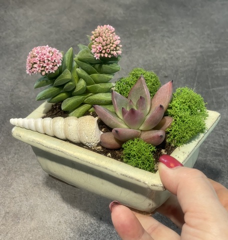 Композиция из суккулентов «Малыш» , 12х8