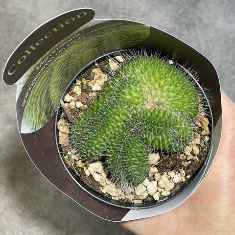 Маммиллярия Спинозиссима Ун Пико кристата d10