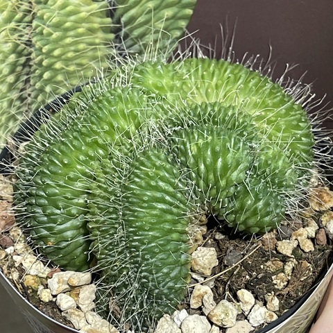 Маммиллярия Спинозиссима Ун Пико кристата d10