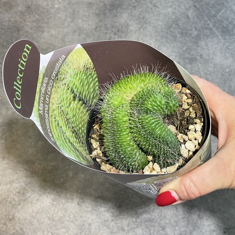 Маммиллярия Спинозиссима Ун Пико кристата d10