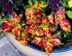 Tess Тай колеус КСР