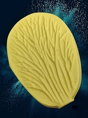 Молд 