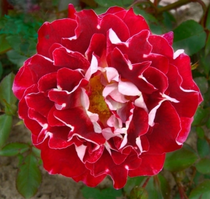 описание розы раффлс. роза раффлс джой. роза раффлс флорибунда. роза мистик раффлз. роза флорибунда ruffles dream.