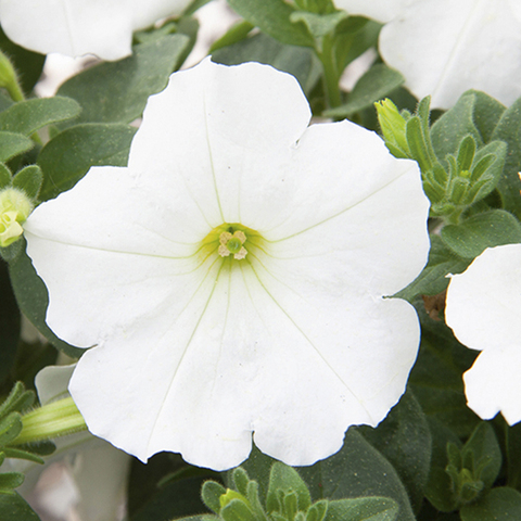 32195 ПЕТУНИЯ ALPETUNIA WHITE 20