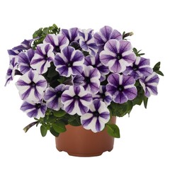 3265 Петуния SWEETUNIA STARFISH (ВЕСНА 2025)
