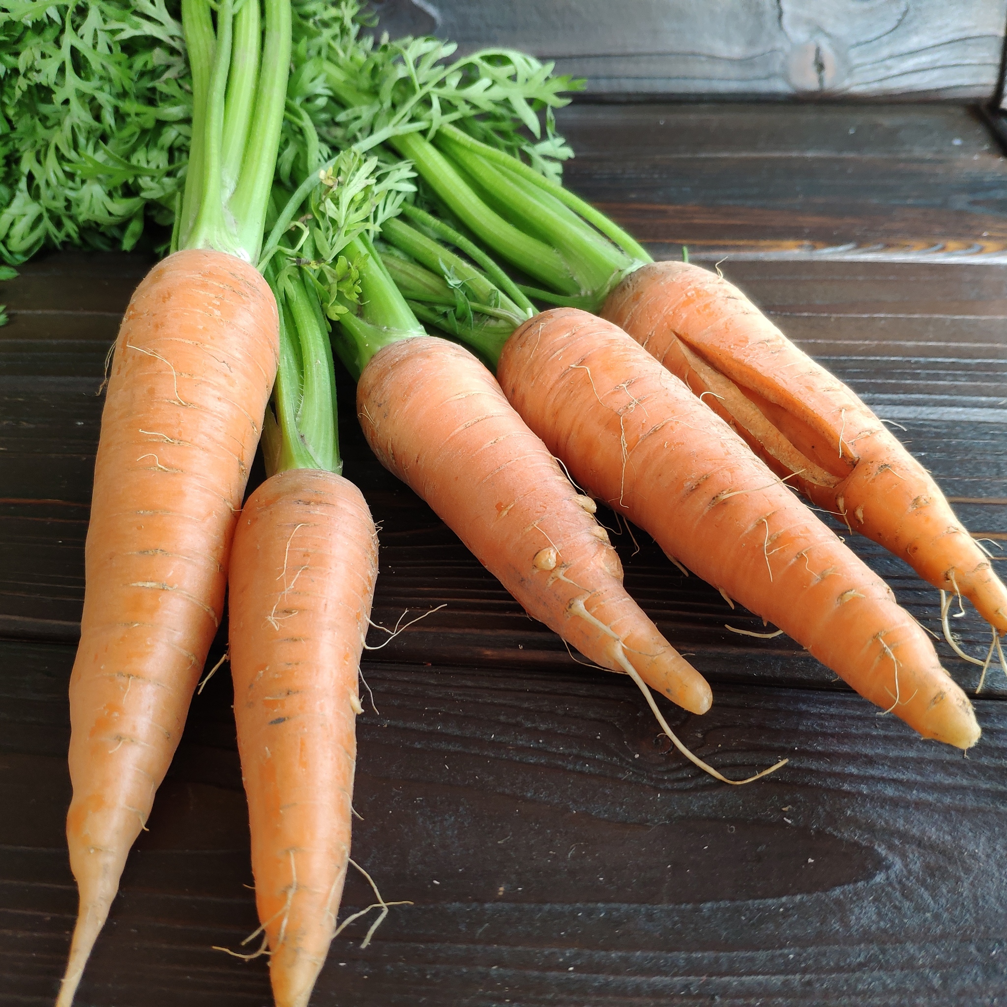 Морковь - красивые картинки (89 фото)