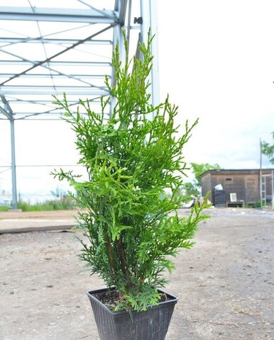 Туя западная Колумна | Thuja occidentalis Columna (Р9)