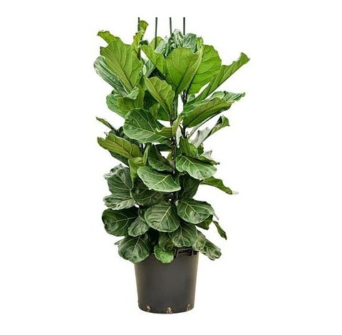 Фикус Лирата 3РР