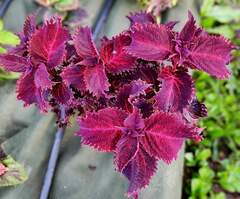 Pink Pussi Тай колеус КСР