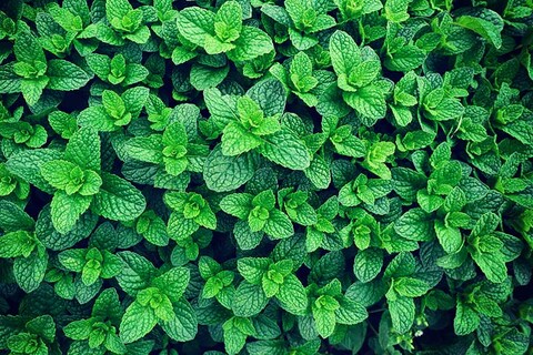 5007 Мята Garden Mint  (Весна 2026)